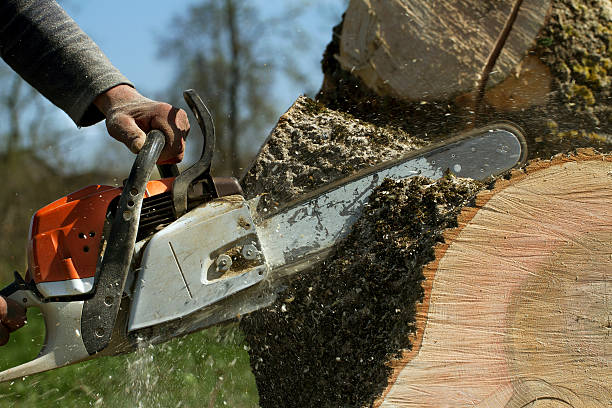 Best Tree Removal Near Me  in Bothell West, WA